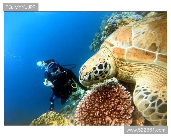 森美与伙伴们勇闯神秘海底世界解开古老传说的奇幻冒险之旅